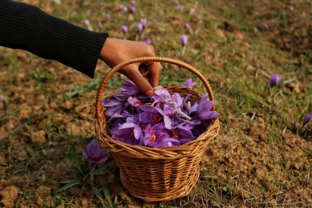 Foto de Noviembre 06,2023, Srinagar Cachemira, India: Una vista de las flores de azafrán en una canasta mientras comienza la temporada de cosecha de azafrán en Pampore, al sur de Srinagar. Pampore, también conocida como la ciudad azafrán de Cachemira, es famosa por su azafrán de alta calidad - Imagen libre de derechos