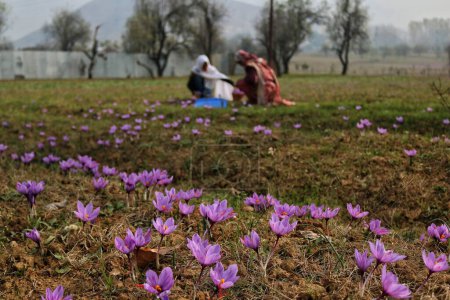 Téléchargez les photos : 06 novembre 2023, Srinagar Cachemire, Inde : Une vue sur les fleurs de safran alors que la saison de récolte du safran commence à Pampore, au sud de Srinagar. Pampore, également connue sous le nom de ville safran du Cachemire, est célèbre pour son safran de haute qualité - en image libre de droit