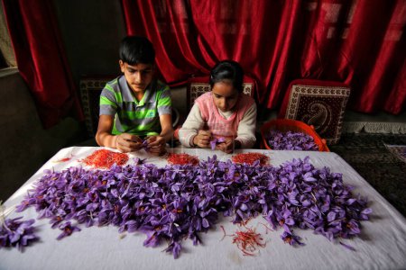 Photo for November 06,2023, Srinagar Kashmir, India : Children separate stigmas from the saffron crocus as saffron harvesting season begins in Pampore, south of Srinagar. Pampore, also known as the Saffron town of Kashmir - Royalty Free Image