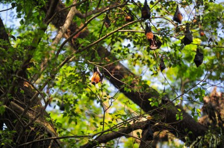 Foto de 06 noviembre 2023 Sylhet-Bangladesh: Los murciélagos cuelgan de la rama de un árbol a la luz del día en Sylhet, Bangladesh. Los murciélagos son acusados de infección por el virus Nipah es una enfermedad zoonótica emergente que se propaga de animal a humano - Imagen libre de derechos