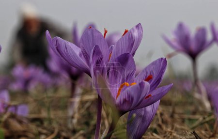 Photo for November 06,2023, Srinagar Kashmir, India : A close-up view of saffron flowers as saffron harvesting season begins in Pampore, south of Srinagar. Pampore, also known as the Saffron town of Kashmir, is famous for its high quality saffron - Royalty Free Image