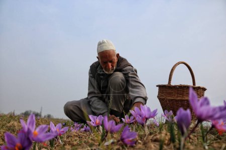 Téléchargez les photos : 06 novembre 2023, Srinagar Cachemire, Inde : Un homme cueille des fleurs de safran alors que la saison de récolte du safran commence à Pampore, au sud de Srinagar. Pampore, également connue sous le nom de ville safran du Cachemire, est célèbre pour son safran de haute qualité - en image libre de droit