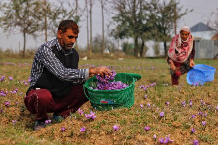 Foto de Noviembre 06,2023, Srinagar Cachemira, India: Un hombre arranca flores de azafrán mientras comienza la temporada de cosecha de azafrán en Pampore, al sur de Srinagar. Pampore, también conocida como la ciudad azafrán de Cachemira, es famosa por su azafrán de alta calidad - Imagen libre de derechos