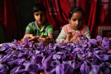 Téléchargez les photos : 06 novembre 2023, Srinagar Cachemire, Inde : Les enfants séparent les stigmates du crocus safran alors que la saison de récolte du safran commence à Pampore, au sud de Srinagar. Pampore, également connue sous le nom de ville safran du Cachemire - en image libre de droit