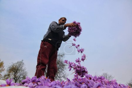 Téléchargez les photos : 06 novembre 2023, Srinagar Cachemire, Inde : Un homme sépare les fleurs de safran alors que la saison de récolte du safran commence à Pampore, au sud de Srinagar. Pampore, également connue sous le nom de ville safran du Cachemire, est célèbre pour son safran de haute qualité - en image libre de droit