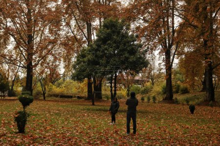 Téléchargez les photos : 10 novembre 2023, Srinagar Cachemire, Inde : Les visiteurs prennent des photos au jardin moghol recouvert de feuilles tombées de puissants arbres chinois à Nishat à Srinagar - en image libre de droit