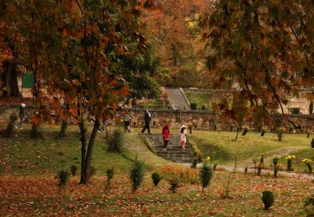 Téléchargez les photos : 10 novembre 2023, Srinagar Cachemire, Inde : Les visiteurs marchent au jardin moghol couvert de feuilles tombées de puissants arbres chinois à Nishat à Srinagar - en image libre de droit