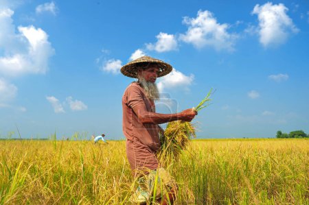 Foto de 08 noviembre 2023 Sylhet-Bangladesh: El agricultor Ajmal Ali, de 70 años, cosecha el arrozal temprano de Aman durante el mes calendario bengalí de Kartik - Imagen libre de derechos