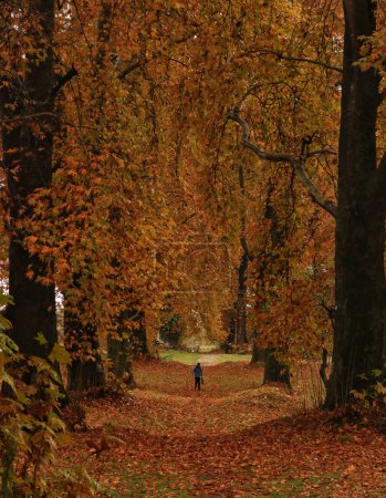 Photo for November 10,2023, Srinagar Kashmir, India : A Visitor walks at the Mughal Garden covered with fallen leaves of mighty Chinar trees in Nishat at Srinagar. Autumn colors are reaching their peak with trees, particularly Chinar - Royalty Free Image