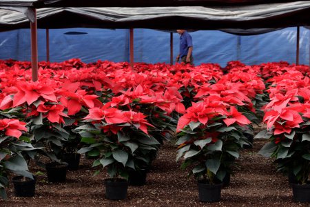 Téléchargez les photos : 25 novembre 2023, Mexico, Mexique : Diverses variétés de fleurs de poinsettia cultivées et offertes à la vente dans la région de Chinampas dans le bureau du maire de Xochimilco à Mexico - en image libre de droit