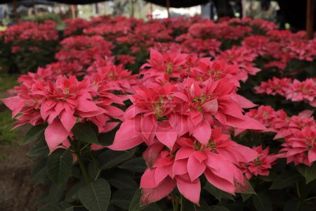 Téléchargez les photos : 25 novembre 2023, Mexico, Mexique : Diverses variétés de fleurs de poinsettia cultivées et offertes à la vente dans la région de Chinampas dans le bureau du maire de Xochimilco à Mexico - en image libre de droit
