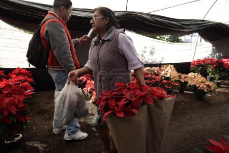 Foto de 25 de noviembre de 2023, Ciudad de México, México: Varias variedades de la flor de poinsettia se ponen a la venta en el Festival de Flores de Nochebuena en el Mercado de Flores de San Luis Tlaxialtemalco en la oficina del alcalde de Xochimilco en la Ciudad de México - Imagen libre de derechos