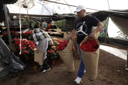 Téléchargez les photos : 25 novembre 2023, Mexico, Mexique : Différentes variétés de fleurs de poinsettia sont mises en vente au Festival des fleurs de la veille de Noël au marché aux fleurs de San Luis Tlaxialtemalco dans le bureau du maire de Xochimilco à Mexico - en image libre de droit
