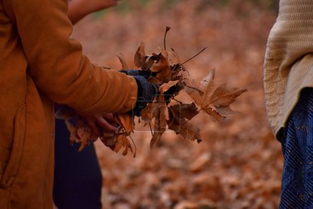 Téléchargez les photos : 25 novembre 2023, Srinagar, Inde : Touristes, visitez les parcs locaux pour profiter de la chute des feuilles brunes et jaunâtres des 'Chinar trees, pendant la saison d'automne, est également connu sous le nom de' Harud 'dans la langue locale - en image libre de droit