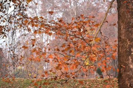 Foto de 25 de noviembre de 2023, Srinagar, India: Los turistas, visitan los parques locales para disfrutar de la caída de las hojas marrones y amarillentas de los 'Chinar trees, durante la temporada de otoño, también se conoce como' Harud 'en el idioma local - Imagen libre de derechos
