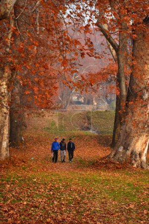 Foto de 25 de noviembre de 2023, Srinagar, India: Los turistas visitan los parques locales para disfrutar de la caída de las hojas marrones y amarillentas de los 'Chinar trees, durante la temporada de otoño - Imagen libre de derechos