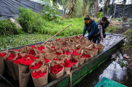 Photo for December 1, 2023, Mexico City, Mexico: Workers transport christmas flower to distribuite them in a local markets, the production of poinsettia flowers is  around 40 thousand pieces - Royalty Free Image