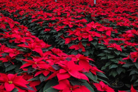 Photo for December 1, 2023, Mexico City, Mexico: General view of  christmas flower in a greenhouse during the christmas eve, the production of poinsettia flowers is  around 40 thousand pieces, months prior to the Christmas season - Royalty Free Image