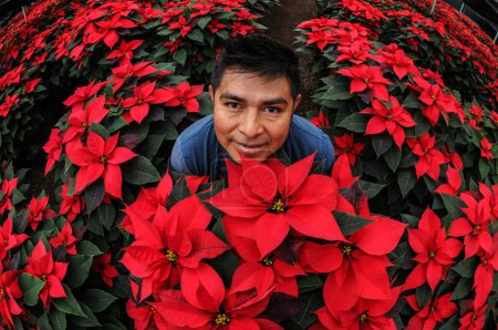 Foto de 1 de diciembre de 2023, Ciudad de México, México: Ángel Vzquez, cultivador de flores de poinsettia, produce alrededor de 40 mil plantas de poinsettia, meses antes de la temporada de Navidad, en su invernadero ubicado al sureste de la Ciudad de México, en Xochimilco - Imagen libre de derechos