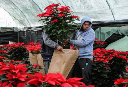 Foto de 1 de diciembre de 2023, Ciudad de México, México: Un trabajador de Angel Vzquez, cultivador de flores de poinsettia, levanta una flor de Navidad en un invernadero, la producción de flores de poinsettia es de alrededor de 40 mil - Imagen libre de derechos