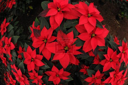 Photo for December 1, 2023, Mexico City, Mexico: General view of  christmas flower in a greenhouse during the christmas eve, the production of poinsettia flowers is  around 40 thousand pieces, months prior to the Christmas season - Royalty Free Image