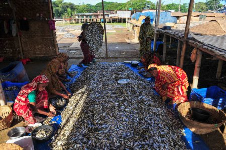Photo for 4 December 2023 Sylhet-Bangladesh: Women are busy to processing dried fishes in Lama Kazi area of Sylhet, Bangladesh. Seasonal dry fish traders are busy drying fish on stages in Lama Kazi area of Sylhet - Royalty Free Image