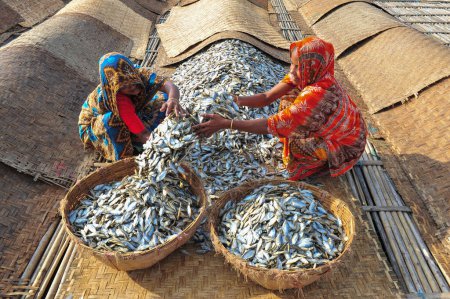 Téléchargez les photos : 4 décembre 2023 Sylhet-Bangladesh : Les femmes sont occupées à transformer les poissons séchés dans la région de Lama Kazi à Sylhet, au Bangladesh. Les commerçants saisonniers de poisson sec sont occupés à sécher le poisson sur les étapes dans la région de Lama Kazi de Sylhet - en image libre de droit