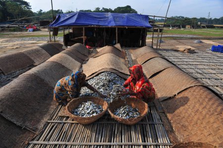 Photo for 4 December 2023 Sylhet-Bangladesh: Women are busy to processing dried fishes in Lama Kazi area of Sylhet, Bangladesh. Seasonal dry fish traders are busy drying fish on stages in Lama Kazi area of Sylhet. Every year - Royalty Free Image