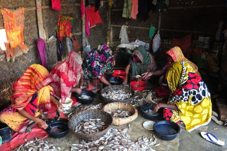 Téléchargez les photos : 4 décembre 2023 Sylhet-Bangladesh : Les femmes sont occupées à transformer les poissons séchés dans la région de Lama Kazi à Sylhet, au Bangladesh. Les commerçants saisonniers de poisson sec sont occupés à sécher le poisson sur les étapes dans la région de Lama Kazi de Sylhet - en image libre de droit
