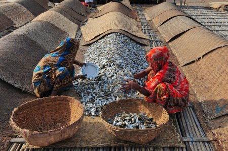 Photo for 4 December 2023 Sylhet-Bangladesh: Women are busy to processing dried fishes in Lama Kazi area of Sylhet, Bangladesh. Seasonal dry fish traders are busy drying fish on stages in Lama Kazi area of Sylhet - Royalty Free Image