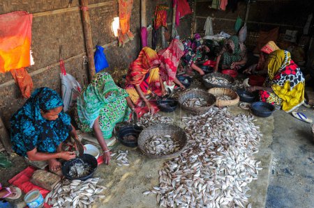 Téléchargez les photos : 4 décembre 2023 Sylhet-Bangladesh : Les femmes sont occupées à transformer les poissons séchés dans la région de Lama Kazi à Sylhet, au Bangladesh. Les commerçants saisonniers de poisson sec sont occupés à sécher le poisson sur les étapes dans la région de Lama Kazi de Sylhet. Chaque année - en image libre de droit