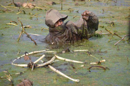 Photo for December 6, 2023, Srinagar, India: A Kashmiri farmer dips in cold waters braving sub zero temperatures to extract lotus stems, locally known as Nadur, at Anchar Lake in Srinagar Jammu and kashmir - Royalty Free Image