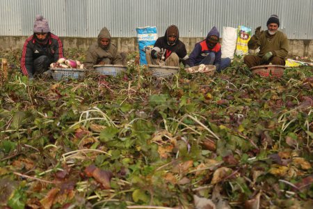 Foto de 21 de diciembre de 2023, Srinagar Cachemira, India: Los agricultores cachemires trabajan en un campo vegetal cubierto de heladas en las afueras de Srinagar. El período de invierno más duro de 40 días Chillai-Kalan, comienza en Cachemira el jueves - Imagen libre de derechos