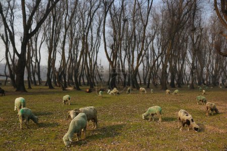 Téléchargez les photos : 21 décembre 2023, Srinagar Cachemire, Inde : Des moutons paissent dans un champ à la périphérie de Srinagar. La période d'hiver la plus dure de 40 jours Chillai-Kalan, commence au Cachemire jeudi - en image libre de droit