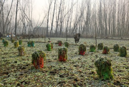 Téléchargez les photos : 21 décembre 2023, Srinagar Cachemire, Inde : Des sacs remplis de légumes sont vus sur un champ de légumes gelés à la périphérie de Srinagar. La période d'hiver la plus dure de 40 jours Chillai-Kalan, commence au Cachemire jeudi - en image libre de droit
