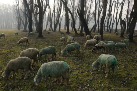 Téléchargez les photos : 21 décembre 2023, Srinagar Cachemire, Inde : Des moutons paissent dans un champ à la périphérie de Srinagar. La période d'hiver la plus dure de 40 jours Chillai-Kalan, commence au Cachemire jeudi - en image libre de droit
