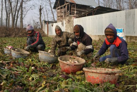 Foto de 21 de diciembre de 2023, Srinagar Cachemira, India: Los agricultores cachemires trabajan en un campo vegetal cubierto de heladas en las afueras de Srinagar. El período de invierno más duro de 40 días Chillai-Kalan, comienza en Cachemira el jueves - Imagen libre de derechos