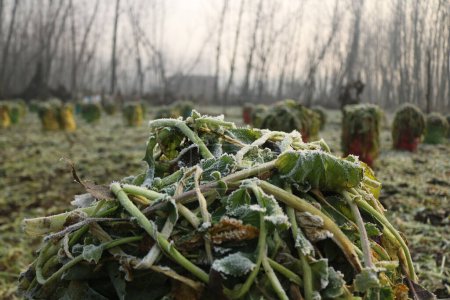 Téléchargez les photos : 21 décembre 2023, Srinagar Cachemire, Inde : Des sacs remplis de légumes sont vus sur un champ de légumes gelés à la périphérie de Srinagar. La période d'hiver la plus dure de 40 jours Chillai-Kalan, commence au Cachemire jeudi - en image libre de droit