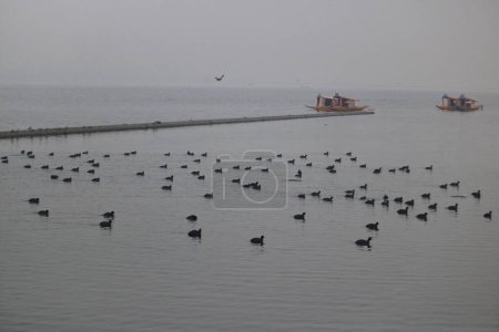 Téléchargez les photos : 13 janvier 2024, Srinagar Cachemire, Inde : Les oiseaux migrateurs nagent dans les eaux du lac Dal à Srinagar. Chaque année, des milliers d'oiseaux migrateurs d'Asie centrale et de Sibérie se déplacent vers la vallée du Cachemire et d'autres parties de l'Inde en hiver.. - en image libre de droit