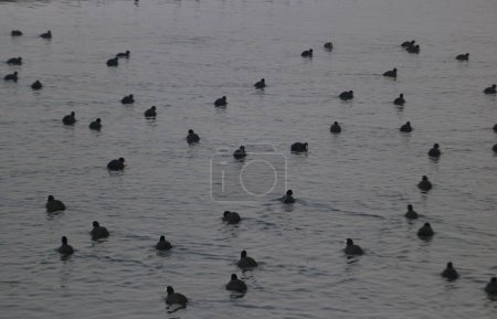 Téléchargez les photos : 13 janvier 2024, Srinagar Cachemire, Inde : Les oiseaux migrateurs nagent dans les eaux du lac Dal à Srinagar. Chaque année, des milliers d'oiseaux migrateurs d'Asie centrale et de Sibérie se déplacent vers la vallée du Cachemire et d'autres parties de l'Inde en hiver.. - en image libre de droit