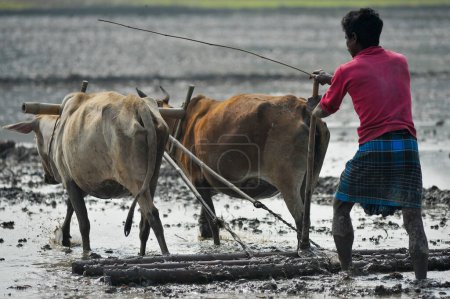 Téléchargez les photos : 21 janvier 2024 Sylhet-Bangladesh : Dans la région de Salutikar de Guainghat upazila de Sylhet, un agriculteur prépare la terre avec une charrue à vaches pour la culture du riz de Boro le matin d'hiver qui est maintenant sur le point de disparaître dans les zones rurales - en image libre de droit