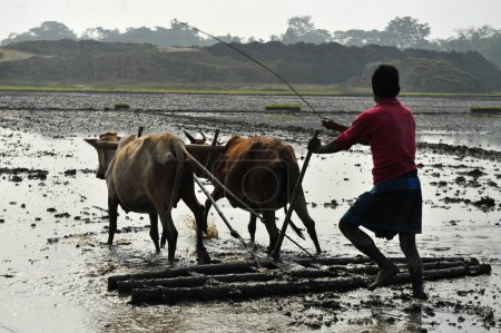 Téléchargez les photos : 21 janvier 2024 Sylhet-Bangladesh : Dans la région de Salutikar de Guainghat upazila de Sylhet, un agriculteur prépare la terre avec une charrue à vaches pour la culture du riz de Boro le matin d'hiver qui est maintenant sur le point de disparaître dans les zones rurales - en image libre de droit