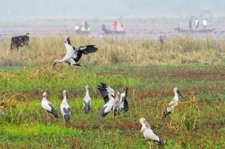 3 de febrero de 2024, Sylhet, Bangladesh: Las aves con caparazón de caracol están vagando en Dibir Haor, este ave acuática ha comenzado a vivir permanentemente en áreas cercanas a los canales y ríos del país