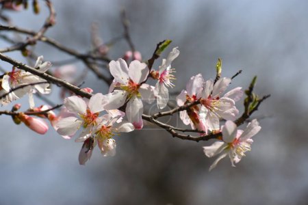 March 20, 2024, Srinagar India: White Almond blossom flowers are seen early spring across Badawari garden, the garden is very popular at the end of winter and the beginning of spring