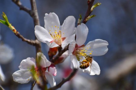 March 20, 2024, Srinagar India: A bee is seen on a white Almond blossom flower early spring across Badawari garden, the garden is very popular at the end of winter and the beginning of spring