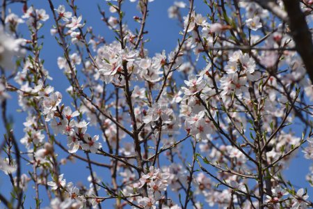 March 20, 2024, Srinagar India: Almond blossom trees with white flowers are seen early spring across Badawari garden, the garden is very popular at the end of winter and the beginning of spring