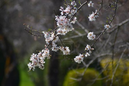 March 20, 2024, Srinagar India: White Almond blossom flowers are seen early spring across Badawari garden, the garden is very popular at the end of winter and the beginning of spring