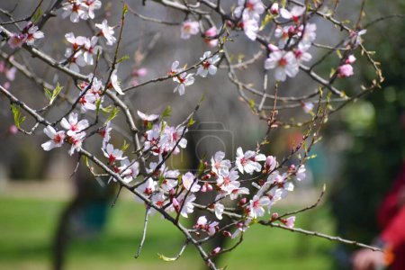 Photo for March 20, 2024, Srinagar India: White Almond blossom flowers are seen early spring across Badawari garden, the garden is very popular at the end of winter and the beginning of spring - Royalty Free Image