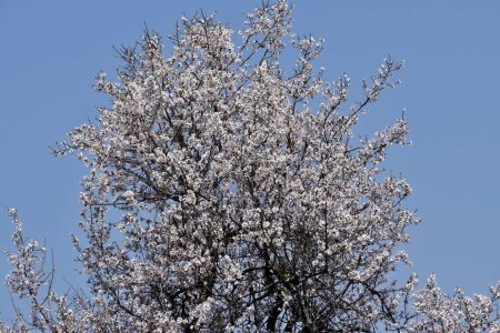 Téléchargez les photos : 20 mars 2024, Srinagar Inde : Des amandiers à fleurs blanches sont vus au début du printemps à travers le jardin Badawari, le jardin est très populaire à la fin de l'hiver et au début du printemps - en image libre de droit