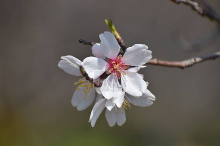 March 20, 2024, Srinagar India: A white almond blossom flower is seen early spring across Badawari garden, the garden is very popular at the end of winter and the beginning of spring